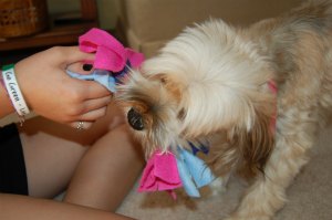 How to make a braided-rope dog toy