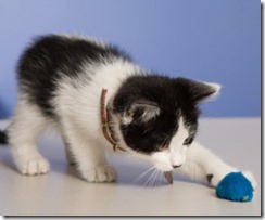 presents for cats