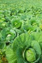 How to serve cabbage without alienating your family
