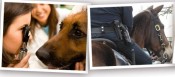 Free eye exams for working and service dogs