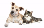 With pet, 15% off at some Red Roof Inns