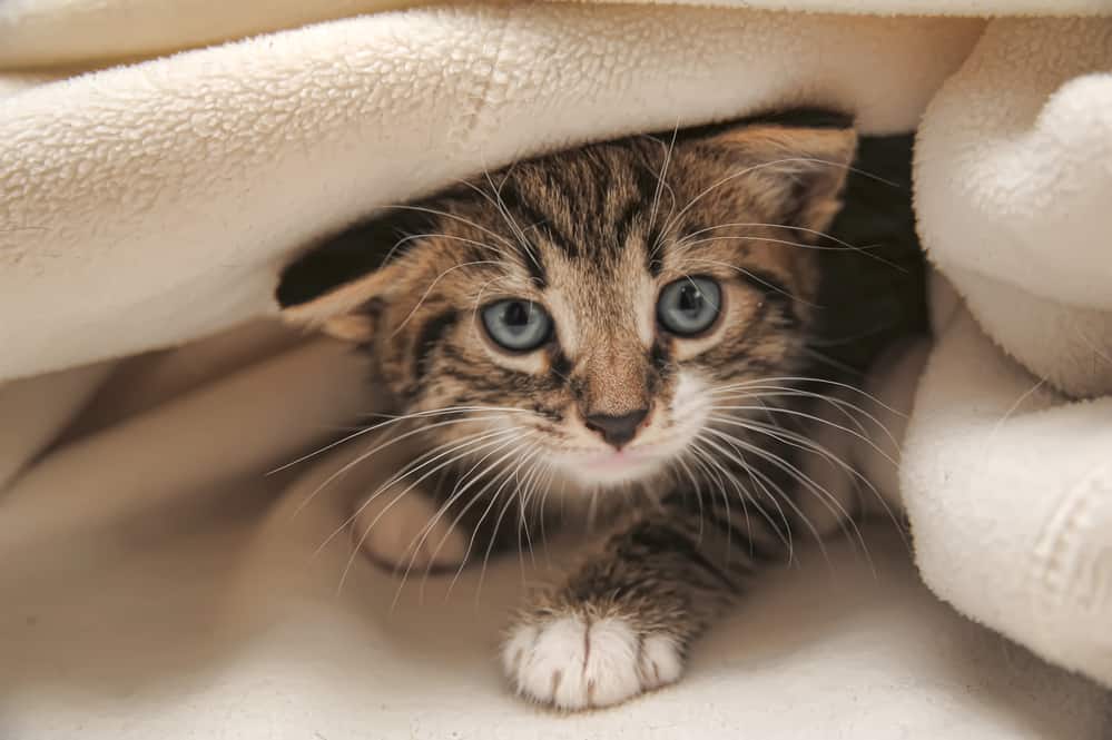 Gray kitten under a blanket