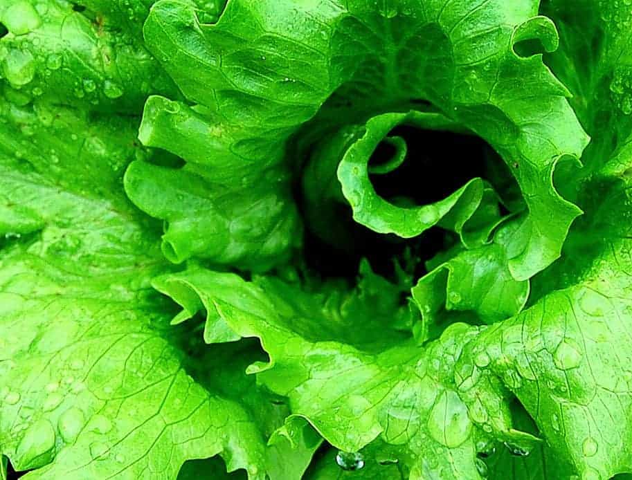 Closeup of a head of lettuce.