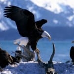 Free eagle-watching events and tours