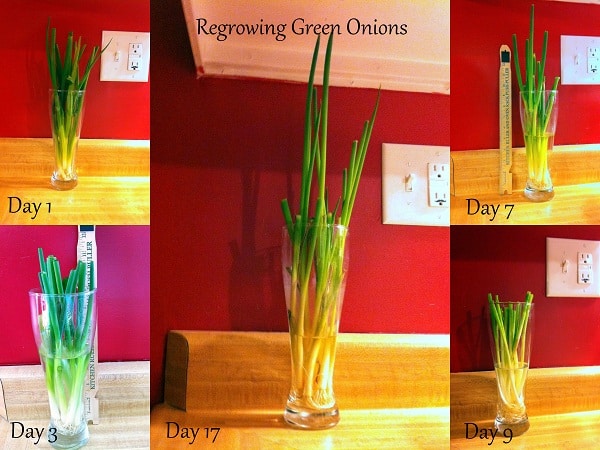 Regrowing Green Onions