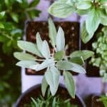 How to grow herbs and save money all year
