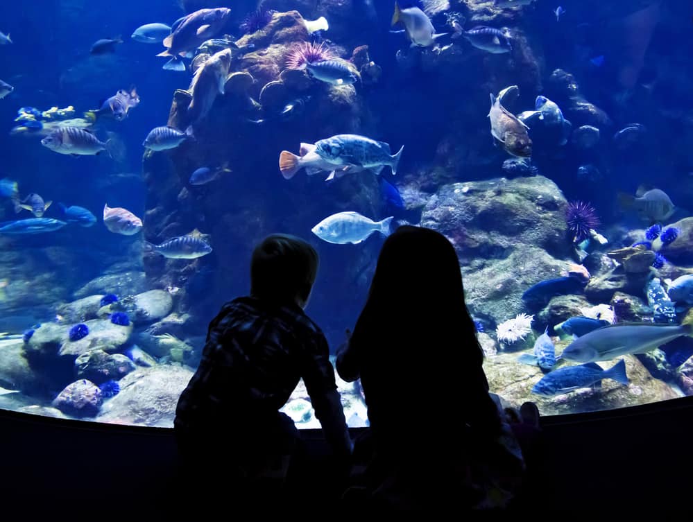 Two children looking at fish in an aquarium.