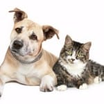 Purina offers free cat or dog adoption for 55+