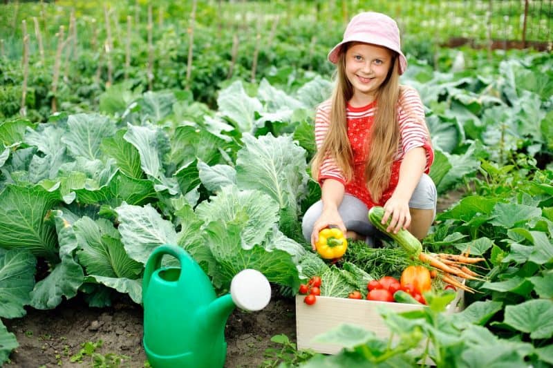 Ideas for starting a vegetable garden on the cheap