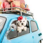 Holiday travel tips for you and your dog