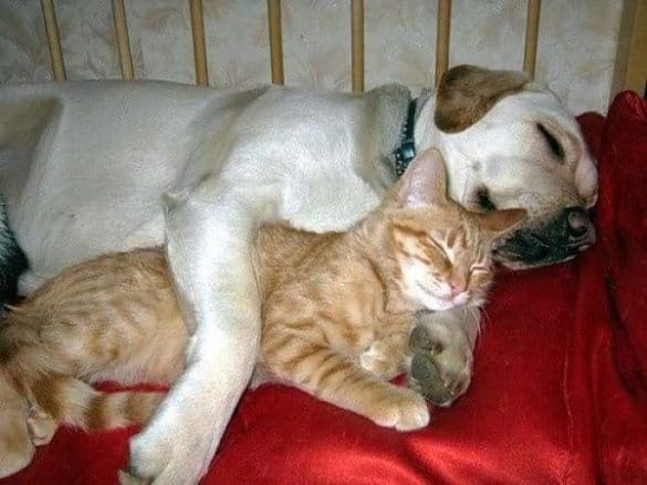 Pets