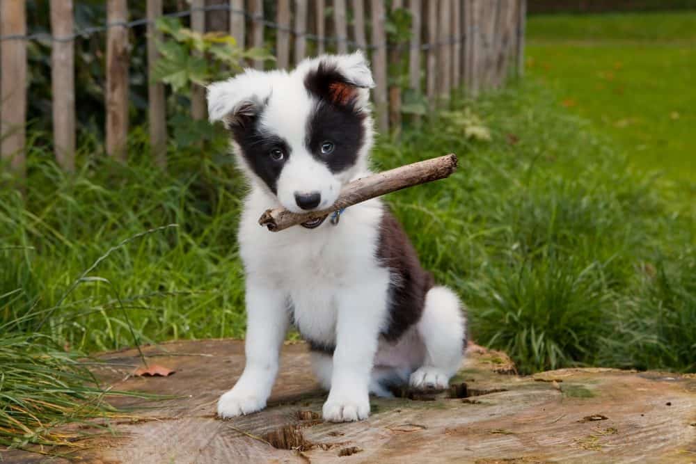Border collie puppy with stick in mouth.