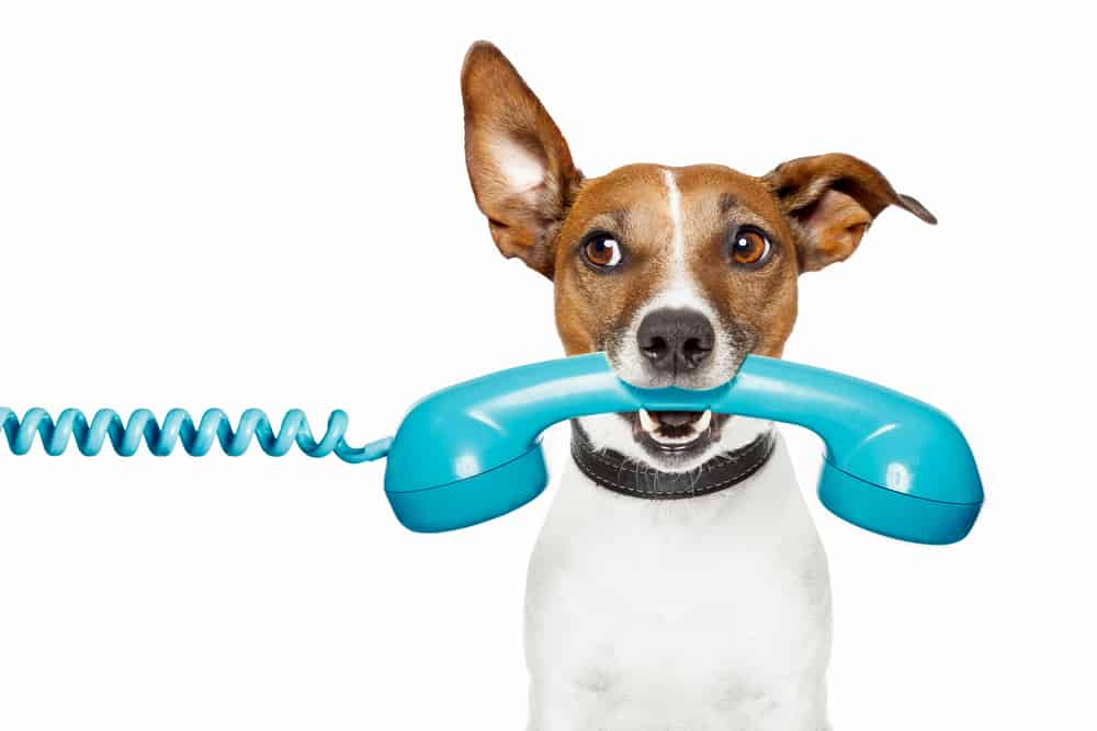 Terrier dog holding turquoise landline phone receiver in his mouthc