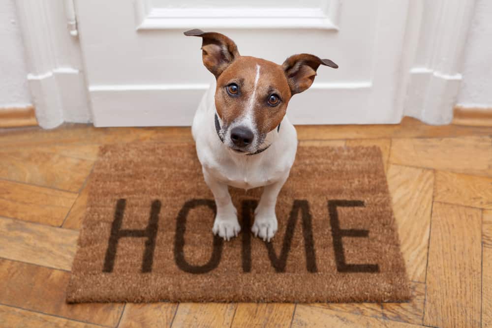 A terrier on a welcome mat that says "Home."