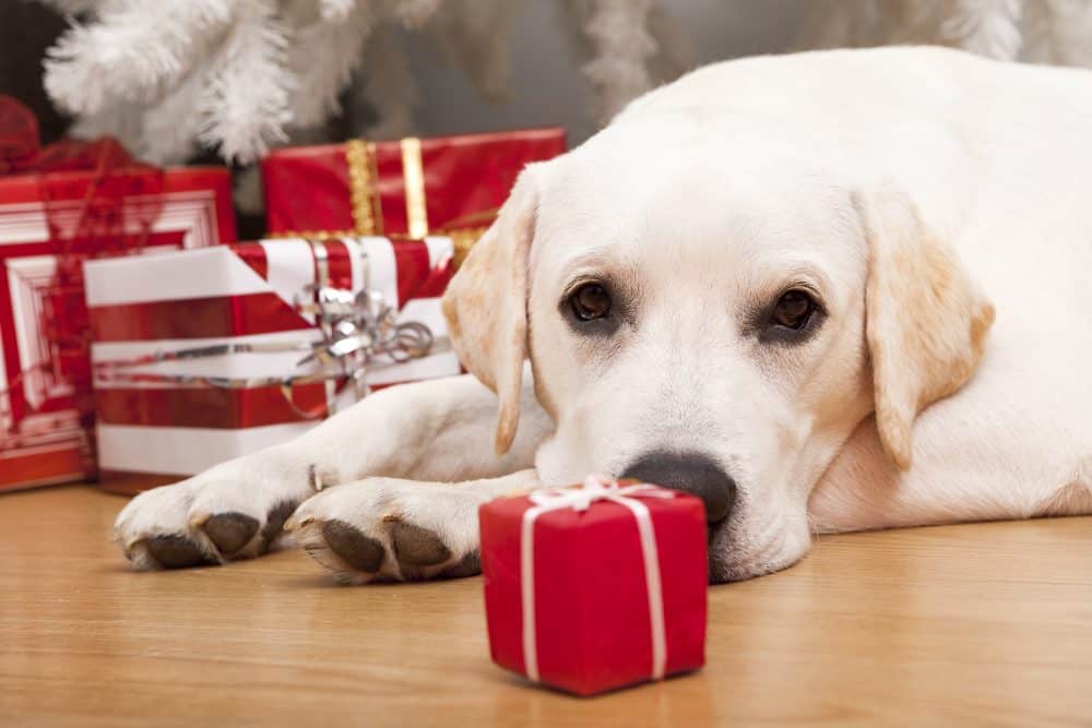 White labrador under tree with wrapped gifts.