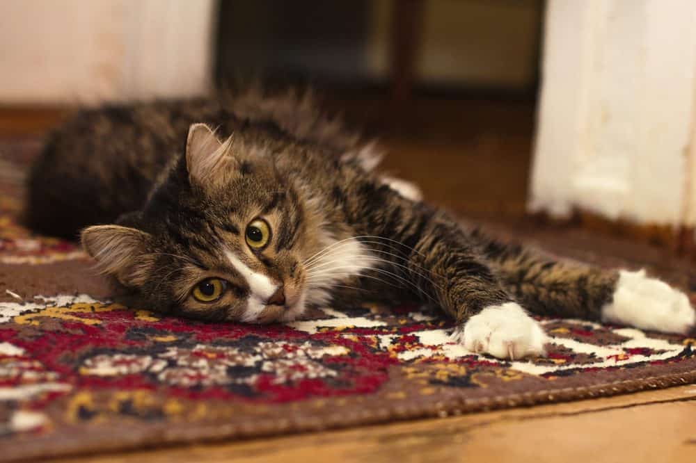 Long-haired cat lying on rug
