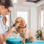 8 ways to save money on veterinary care