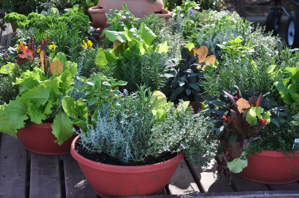 Leaf lettuce and herbs growing in pots.