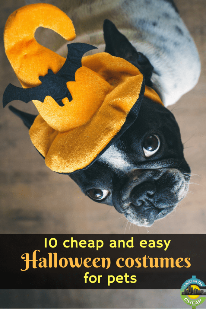 10 cheap and easy Halloween costumes for pets - Living On The Cheap