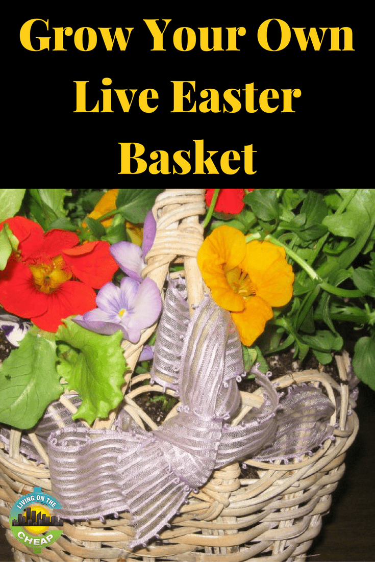 Delight family and friends with a "live" Easter basket this year. Eye-catching plant baskets containing tasty, “bunny-worthy” ingredients like lettuce, parsley, edible flowers and carrots make great decorator pieces and save you money. Living Easter baskets provide you with good-for-you goodies long after traditional baskets are empty. Follow these simple steps for creating your own tasty Easter basket. #easter #easterbasket #holidays #savemoney