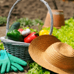 How to start a vegetable garden on the cheap