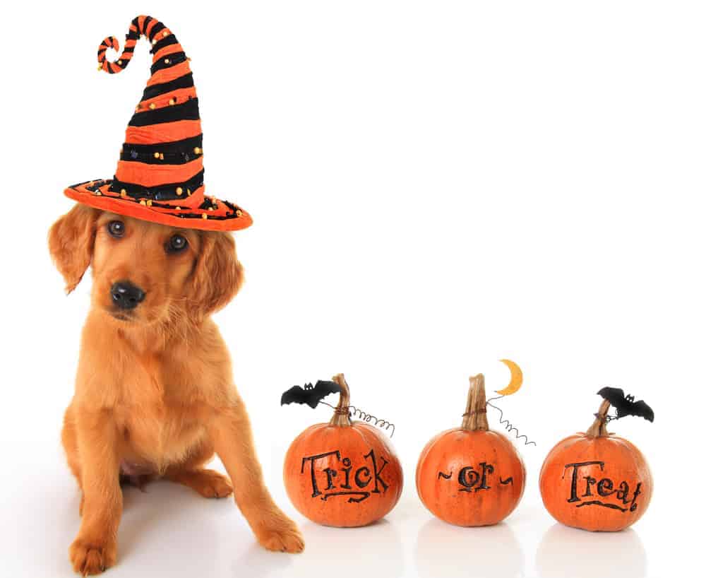 10-cheap-and-easy-halloween-costumes-for-pets-living-on-the-cheap