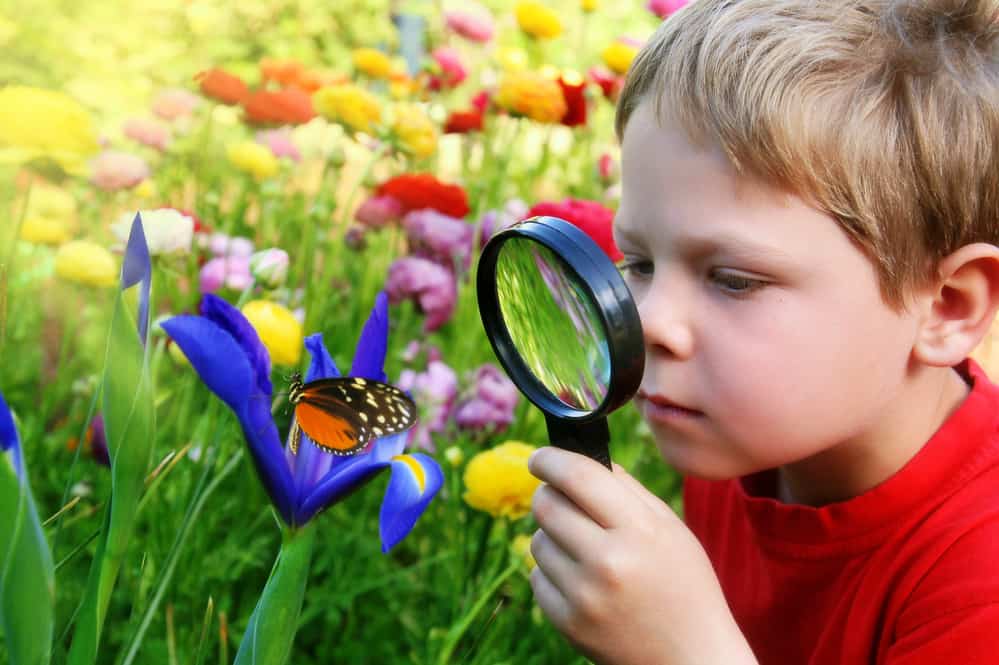 A young boy looks at a butterfly on a flower with a magnifying glass.