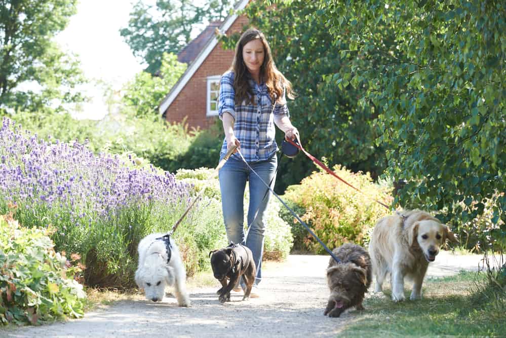 Woman walking four dogs.