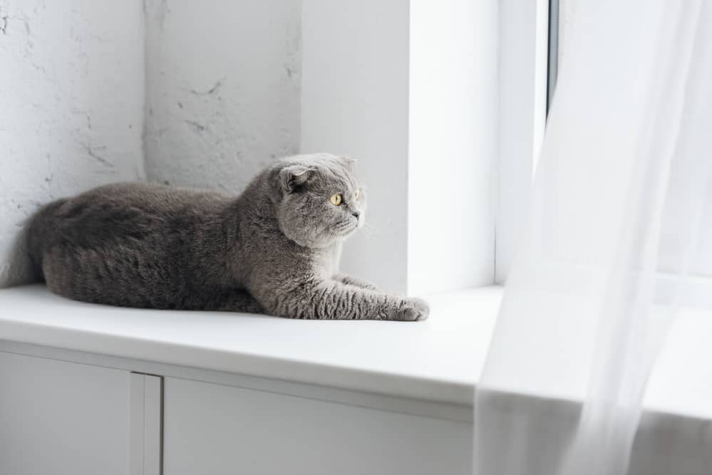 Gray Scottish fold cat looking out window with white curtain billowing.