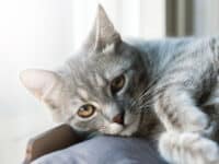Closeup of gray cat on someone's lap