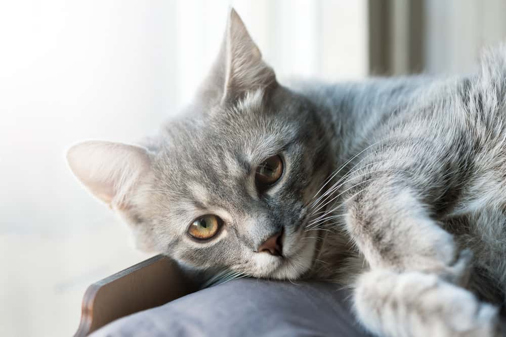 Closeup of gray cat on someone's lap