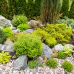 A no-lawn garden with rocks and native plants.